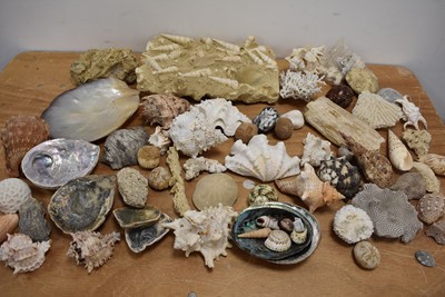 Lot 268 - A collection of Shells and Sea Fossils