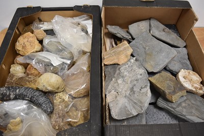 Lot 276 - An assortment of Fossils