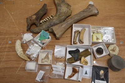 Lot 286 - An assortment of Bones and Teeth
