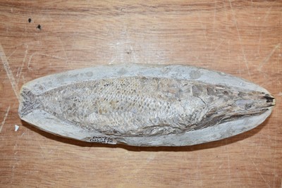 Lot 287 - Rhacolepis