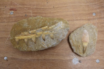 Lot 288 - Mosasaur Tooth/Jaw Fossil