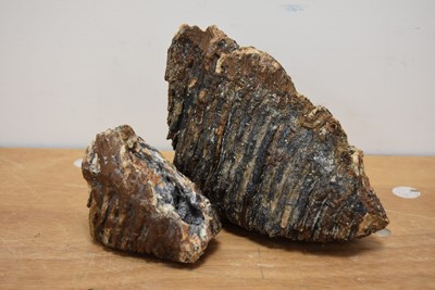 Lot 289 - Two Mammoth Teeth