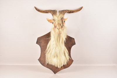 Lot 293 - Taxidermy