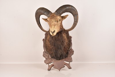 Lot 294 - Taxidermy