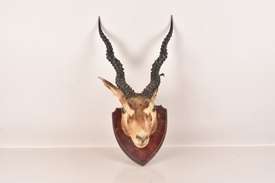 Lot 296 - Taxidermy
