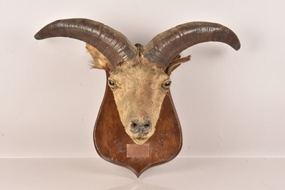 Lot 297 - Taxidermy