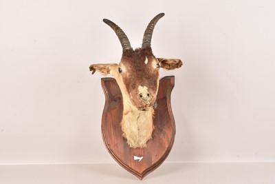 Lot 298 - Taxidermy