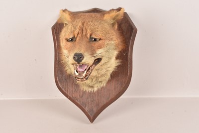 Lot 299 - Taxidermy
