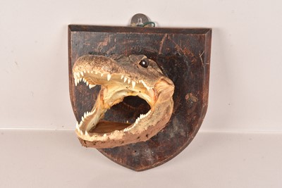 Lot 302 - Taxidermy