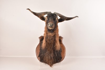 Lot 303 - Taxidermy
