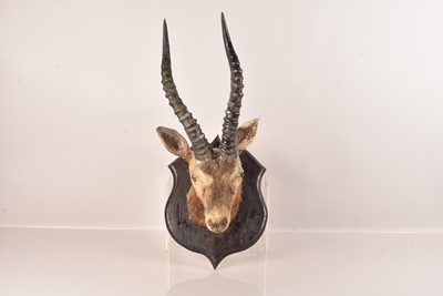Lot 304 - Taxidermy