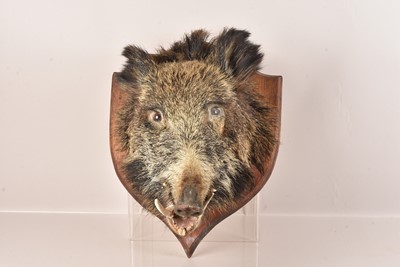 Lot 307 - Taxidermy
