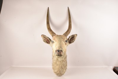 Lot 308 - Taxidermy