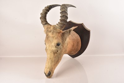 Lot 309 - Taxidermy