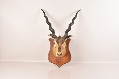 Lot 310 - Taxidermy