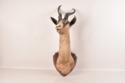 Lot 311 - Taxidermy