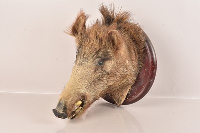 Lot 312 - Taxidermy