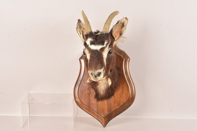 Lot 314 - Taxidermy