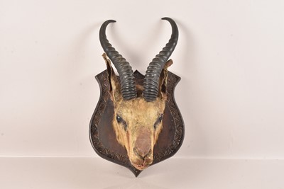 Lot 315 - Taxidermy