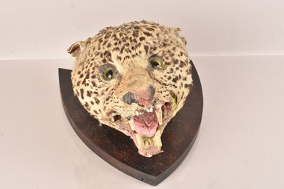 Lot 316 - Taxidermy
