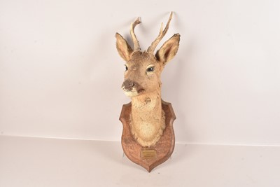 Lot 317 - Taxidermy