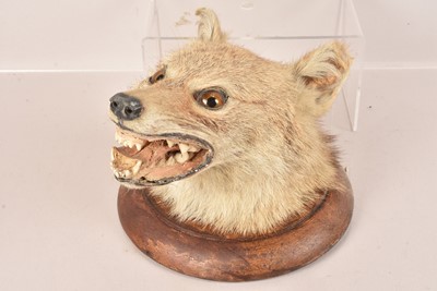 Lot 318 - Taxidermy