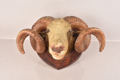 Lot 319 - Taxidermy