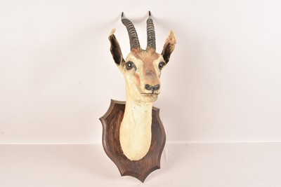 Lot 320 - Taxidermy