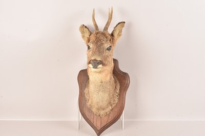 Lot 321 - Taxidermy