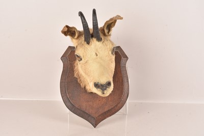 Lot 322 - Taxidermy
