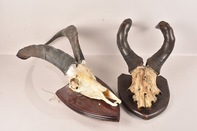 Lot 324 - Taxidermy
