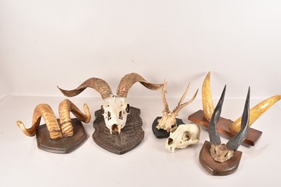 Lot 325 - Taxidermy