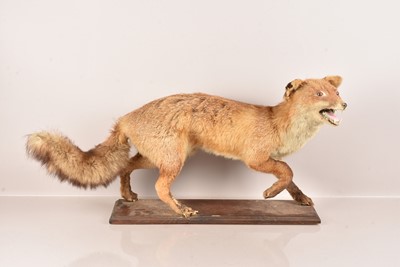 Lot 327 - Taxidermy