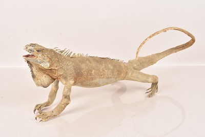 Lot 328 - Taxidermy