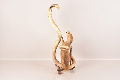 Lot 329 - Taxidermy