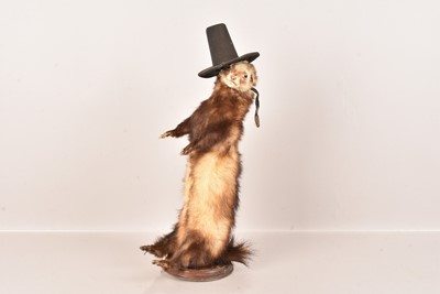 Lot 330 - Taxidermy