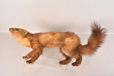 Lot 332 - Taxidermy