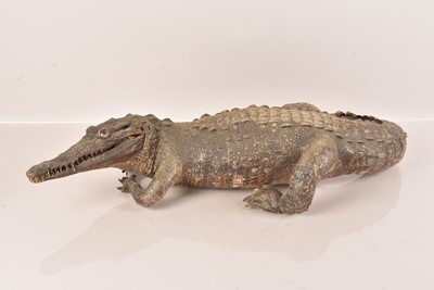 Lot 333 - Taxidermy