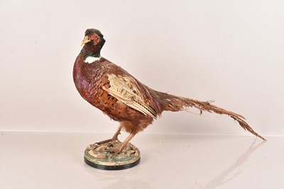 Lot 334 - Taxidermy