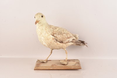 Lot 335 - Taxidermy
