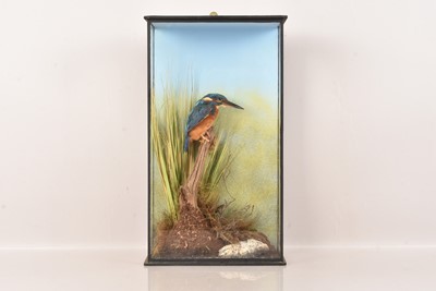 Lot 336 - Taxidermy