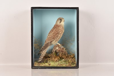 Lot 337 - Taxidermy
