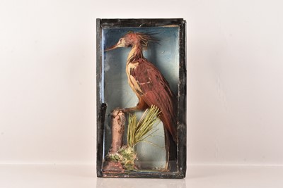 Lot 338 - Taxidermy