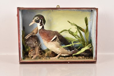 Lot 339 - Taxidermy