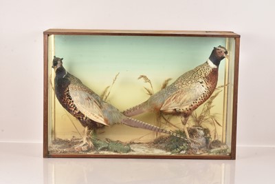 Lot 340 - Taxidermy