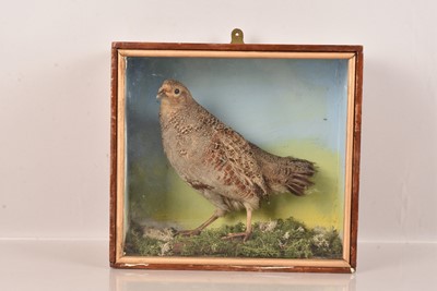 Lot 341 - Taxidermy