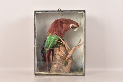 Lot 342 - Taxidermy