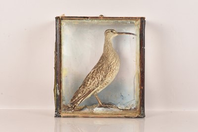 Lot 343 - Taxidermy