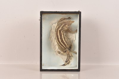 Lot 344 - Taxidermy