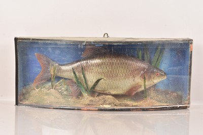 Lot 346 - Taxidermy